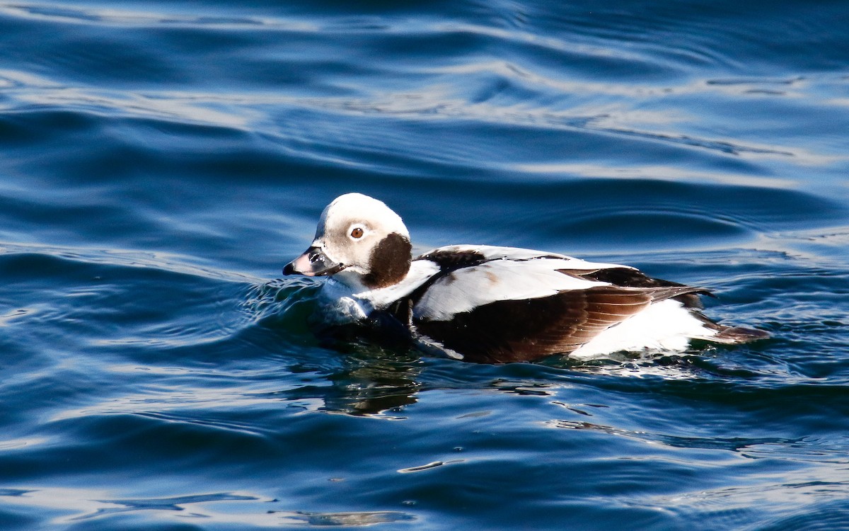 Long-tailed Duck - Uku Paal