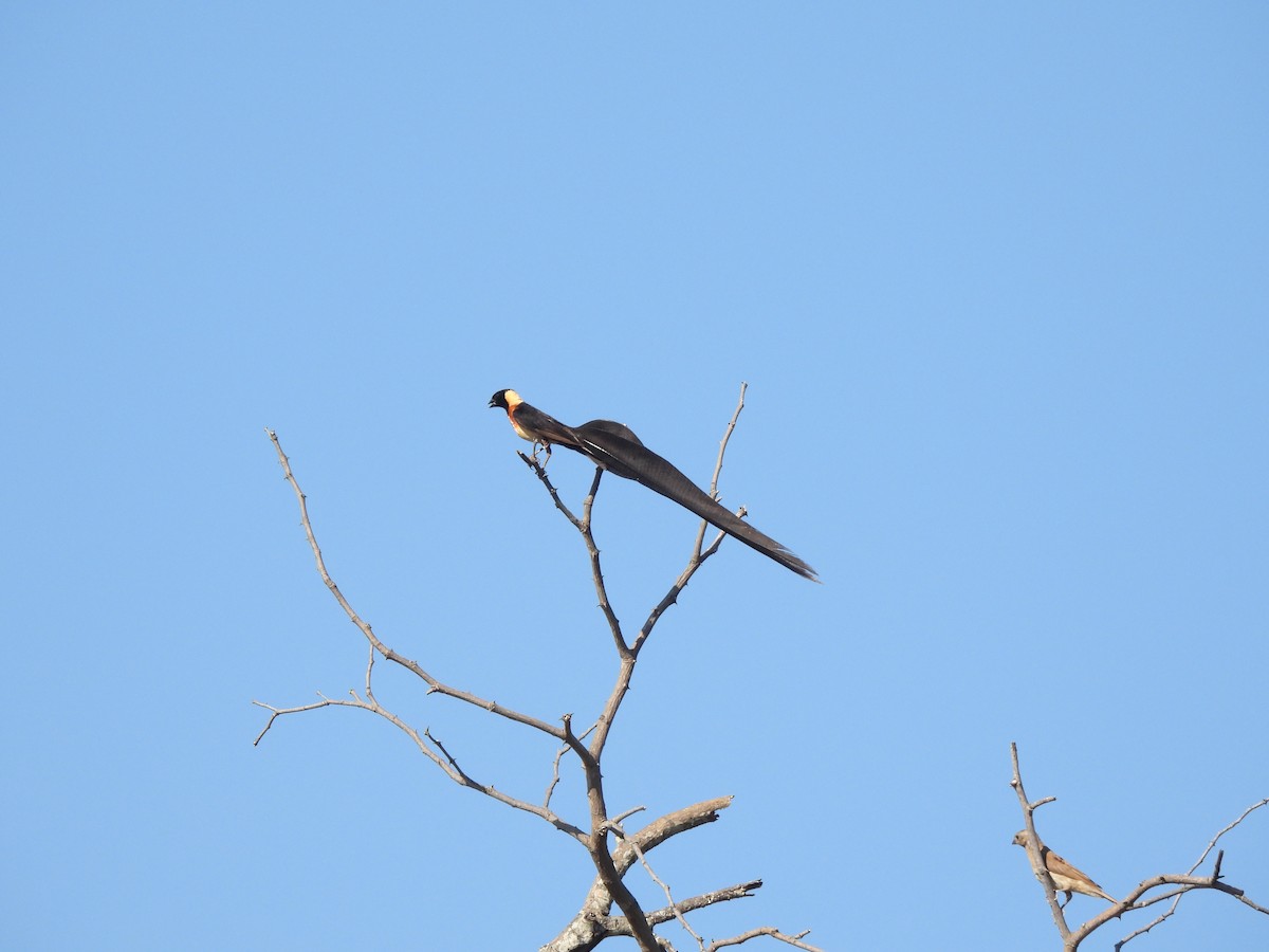 Eastern Paradise-Whydah - ML616895962