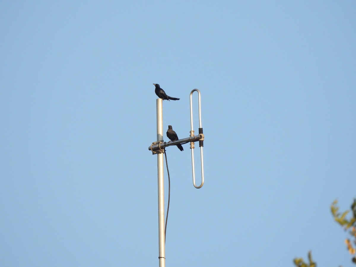 Burchell's Starling - ML616895975