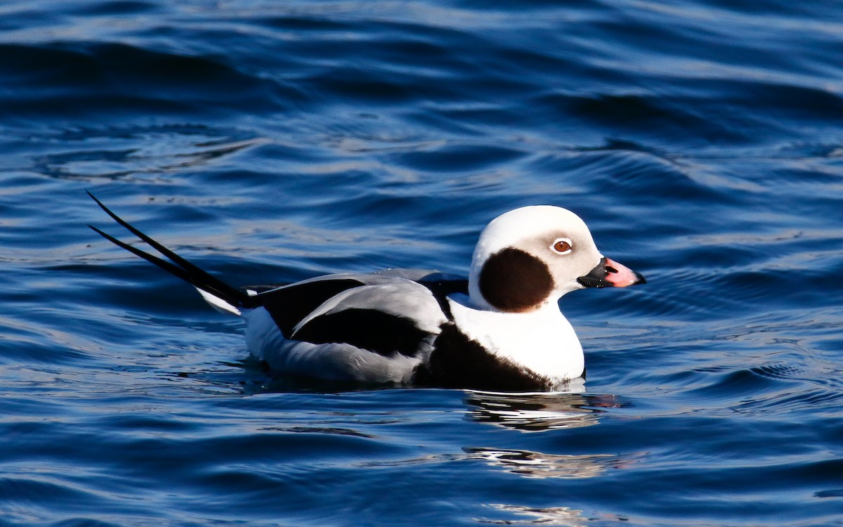 Long-tailed Duck - Uku Paal