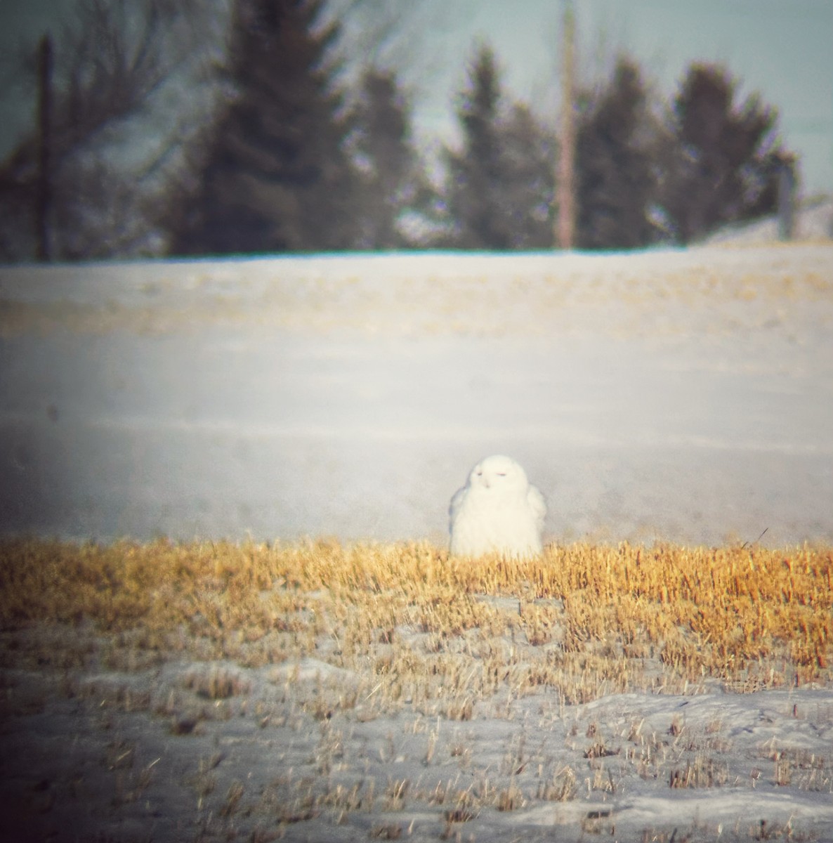 Snowy Owl - emily gorda