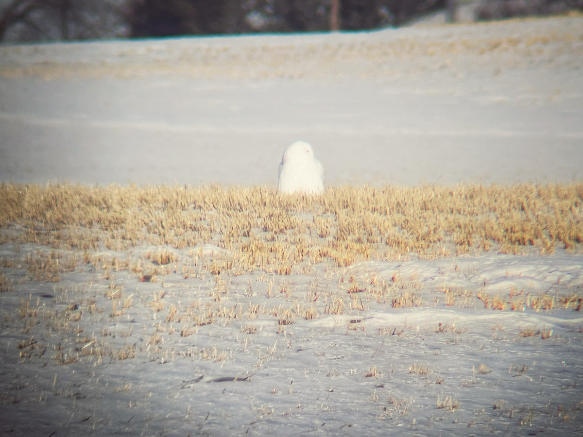 Snowy Owl - ML616896003