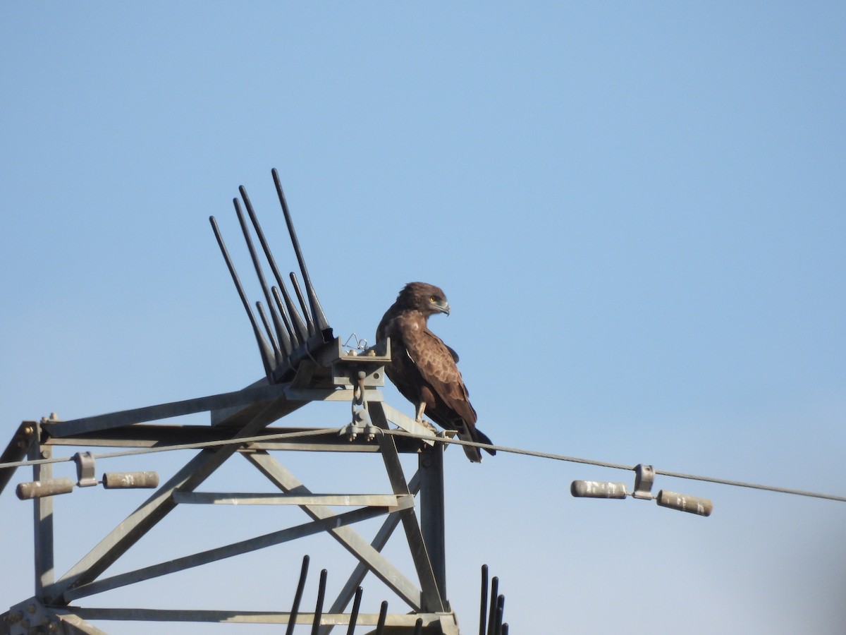 Brown Snake-Eagle - ML616896056
