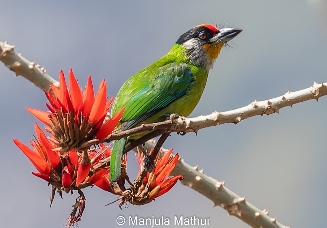 Golden-throated Barbet - Manjula Mathur