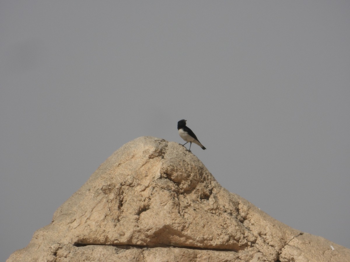 Hume's Wheatear - Loïs Bouchet