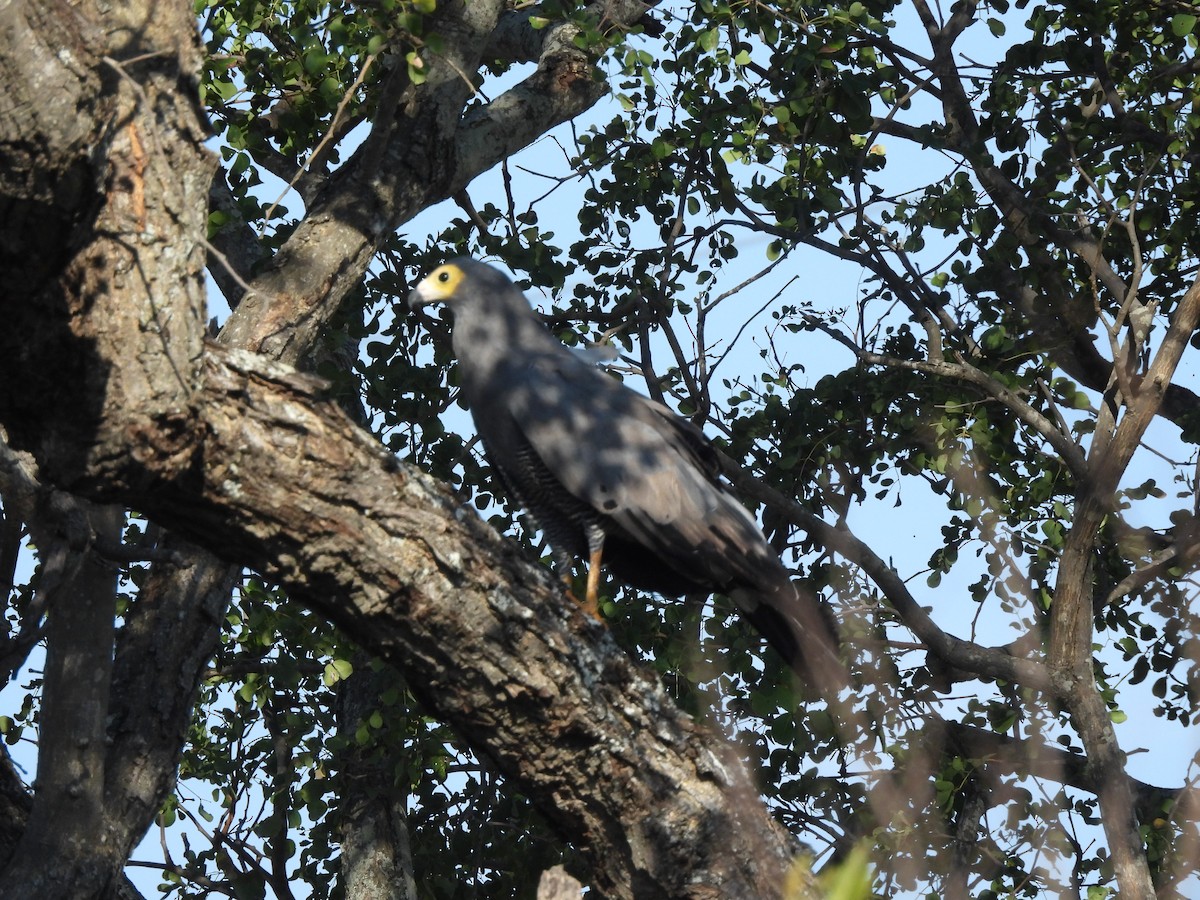 African Harrier-Hawk - ML616896101