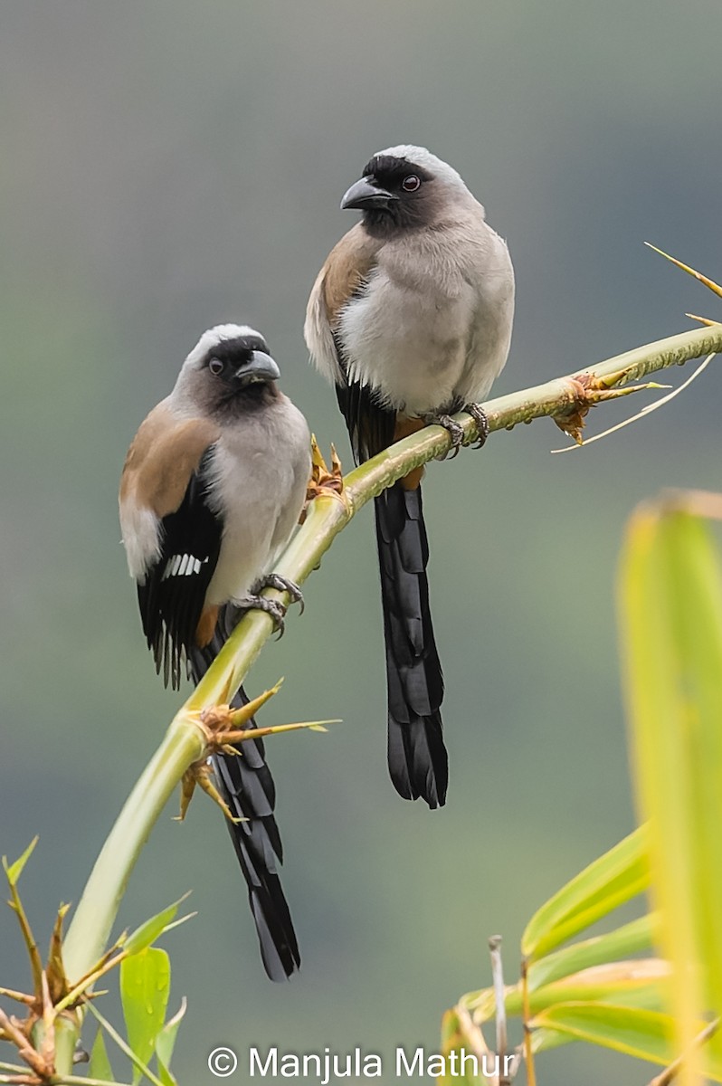 Gray Treepie - ML616896108