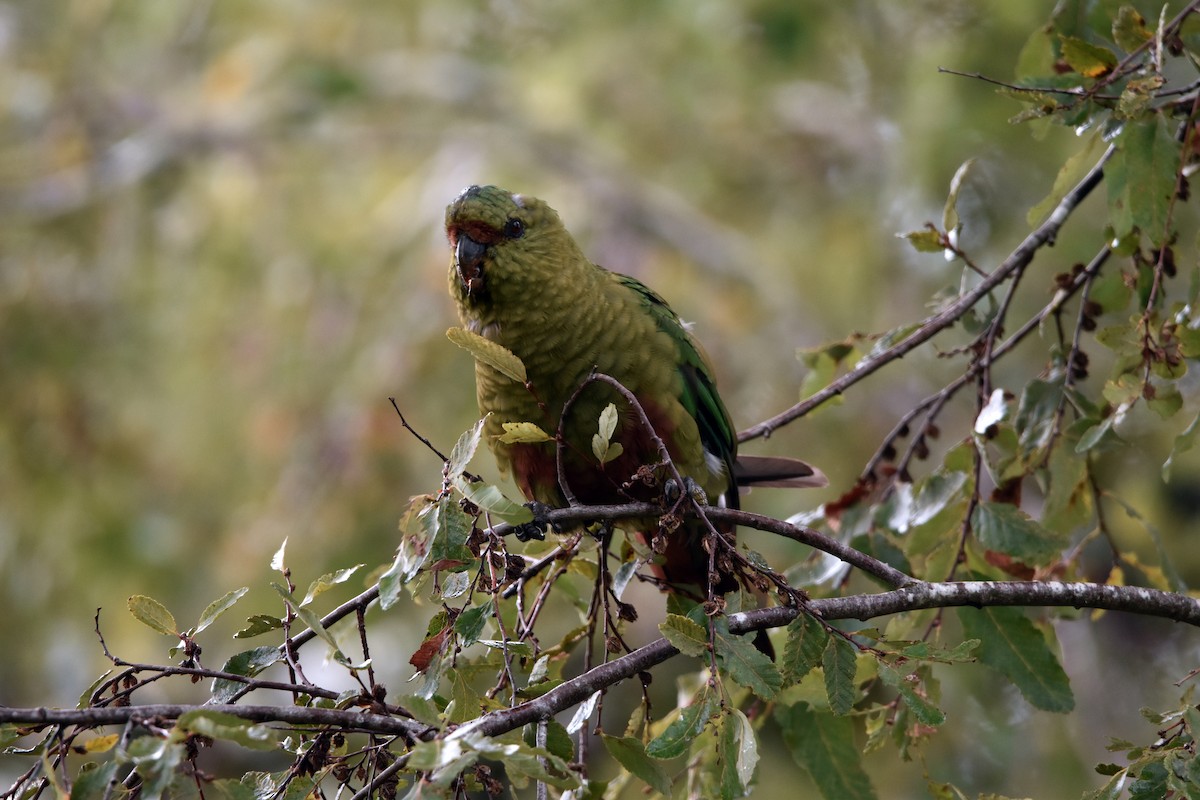 Austral Parakeet - ML616896151