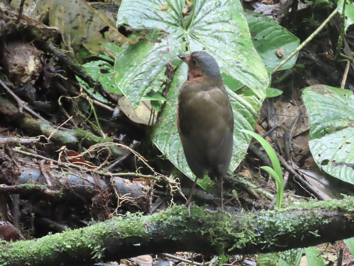 Giant Antpitta - Marjorie Watson