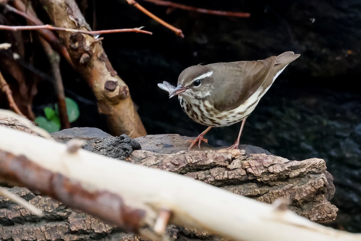 lesňáček potoční - ML616896174