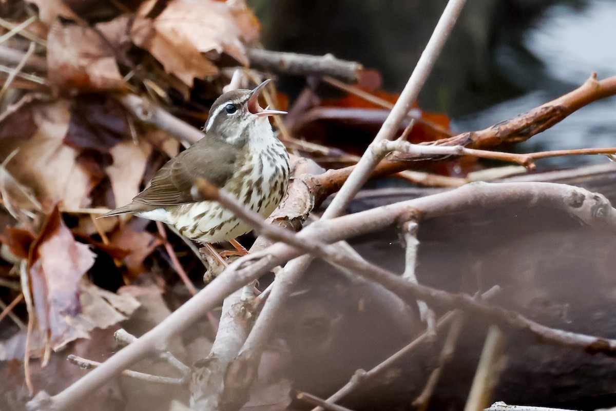 lesňáček potoční - ML616896175