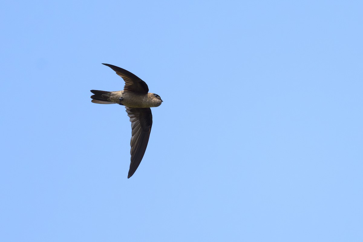 Germain's Swiftlet - ML616896184