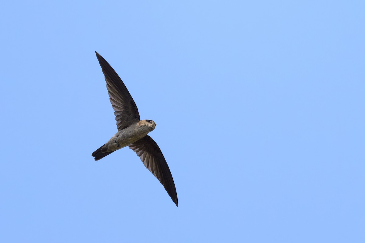 Germain's Swiftlet - ML616896186