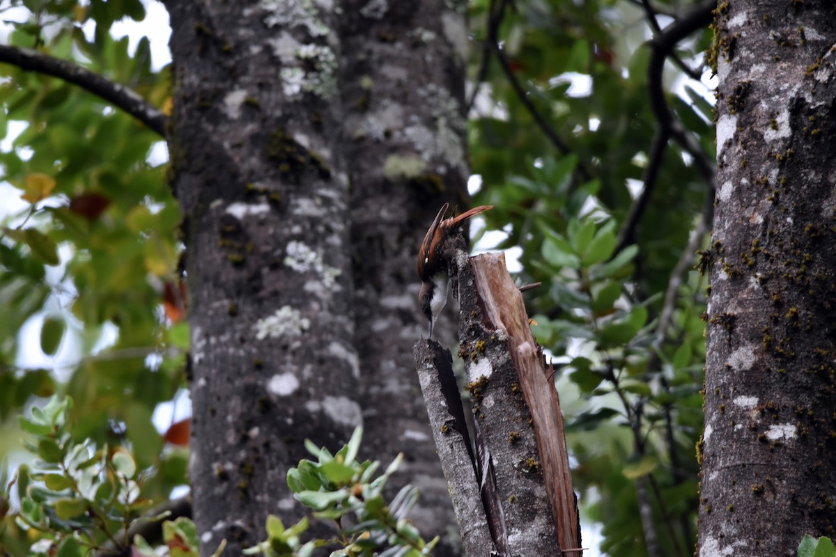 White-throated Treerunner - ML616896210