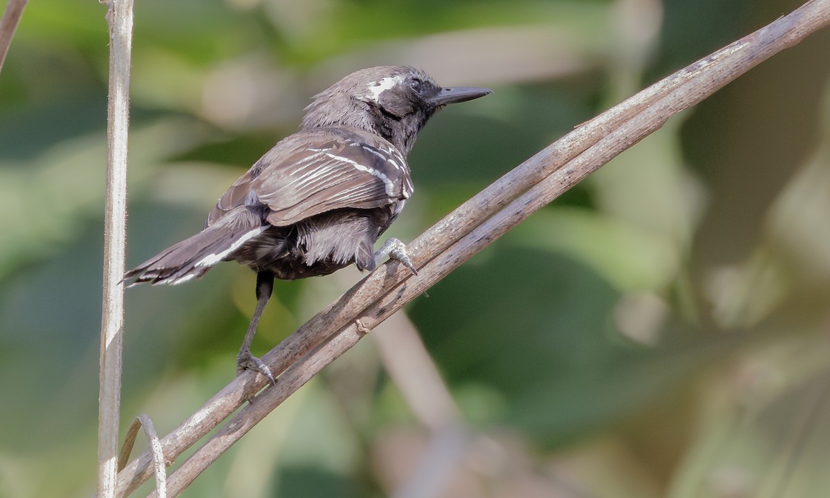 Southern White-fringed Antwren - ML616896219