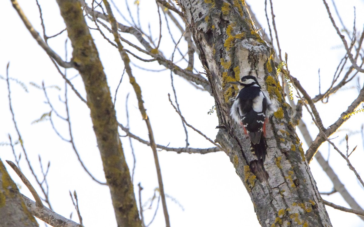 Great Spotted Woodpecker - Jesús Iglesias