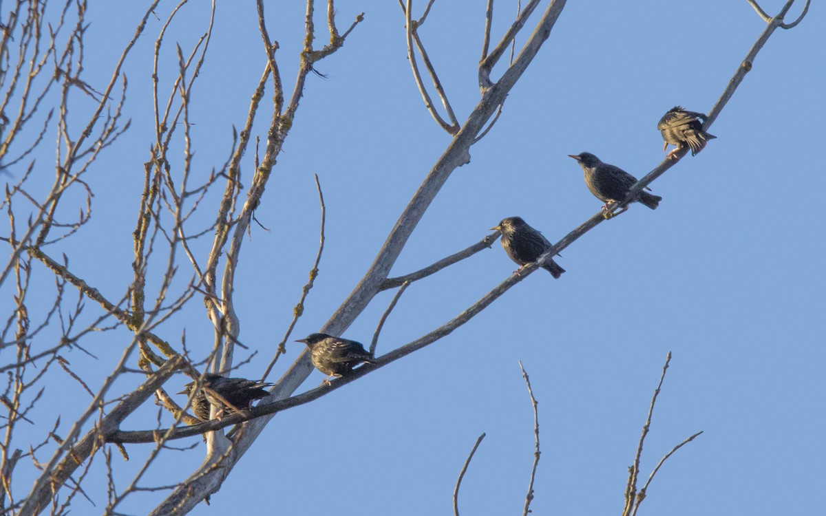 Spotless Starling - ML616896244