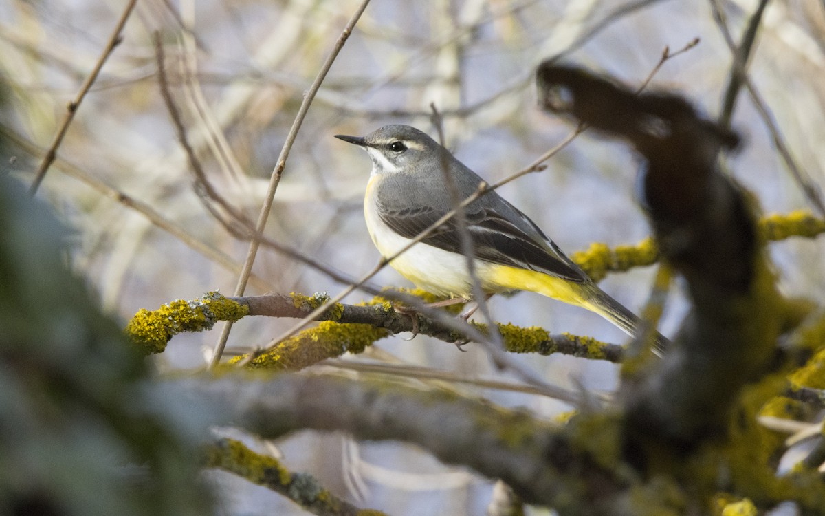 Gray Wagtail - ML616896248