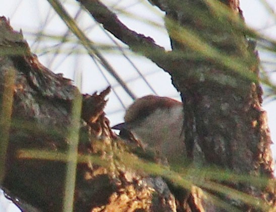 Brown-headed Nuthatch - ML616896249
