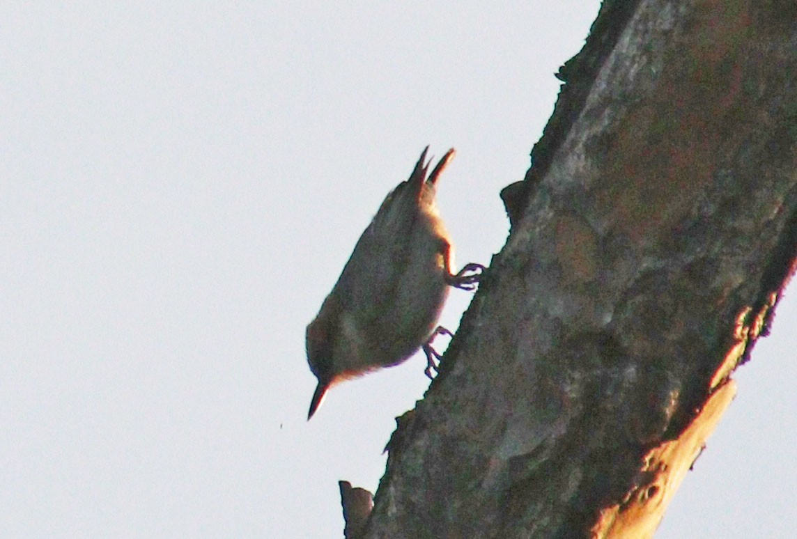 Brown-headed Nuthatch - ML616896250