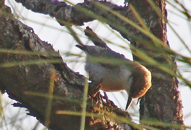 Brown-headed Nuthatch - ML616896252