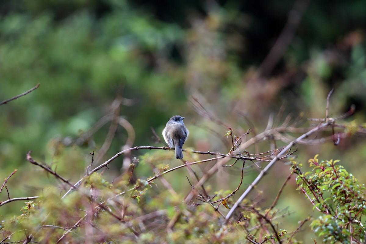 Patagonian Tyrant - ML616896258