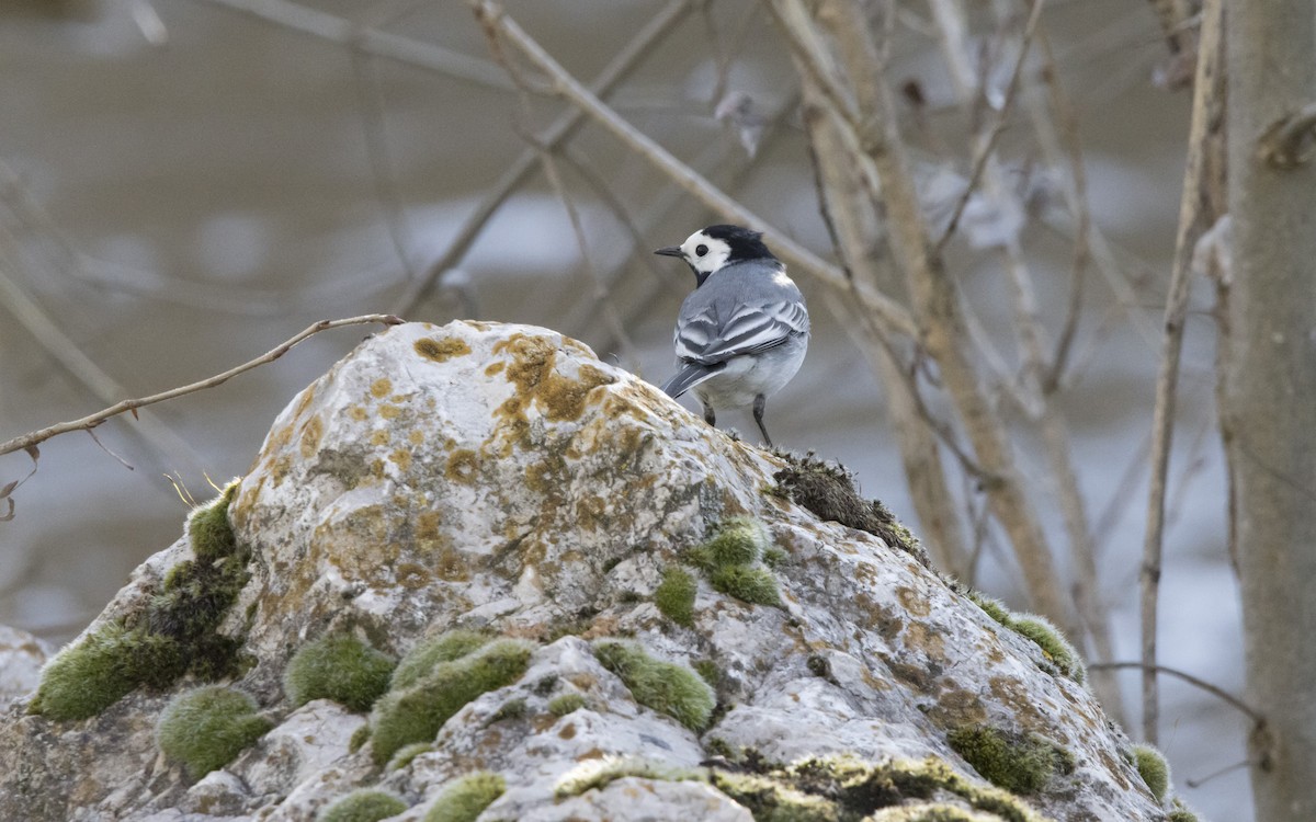 White Wagtail - ML616896260