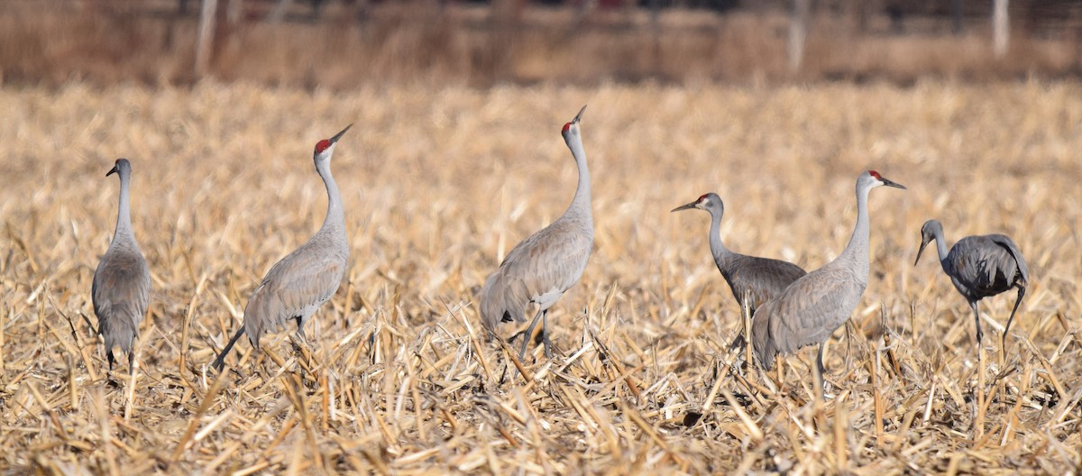 Sandhill Crane - ML616896263