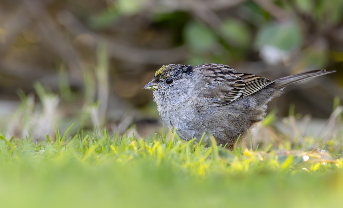 Golden-crowned Sparrow - ML616896286