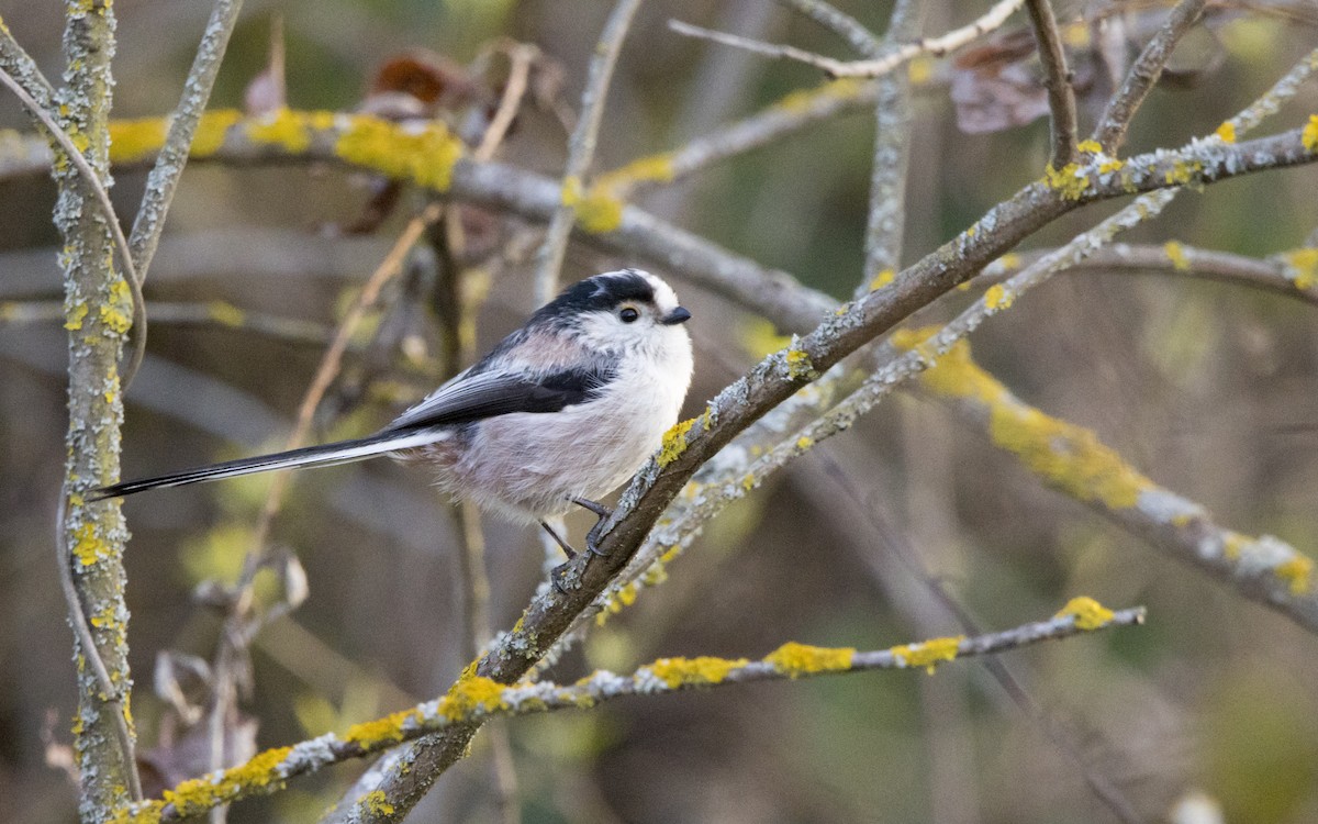 Long-tailed Tit - ML616896293