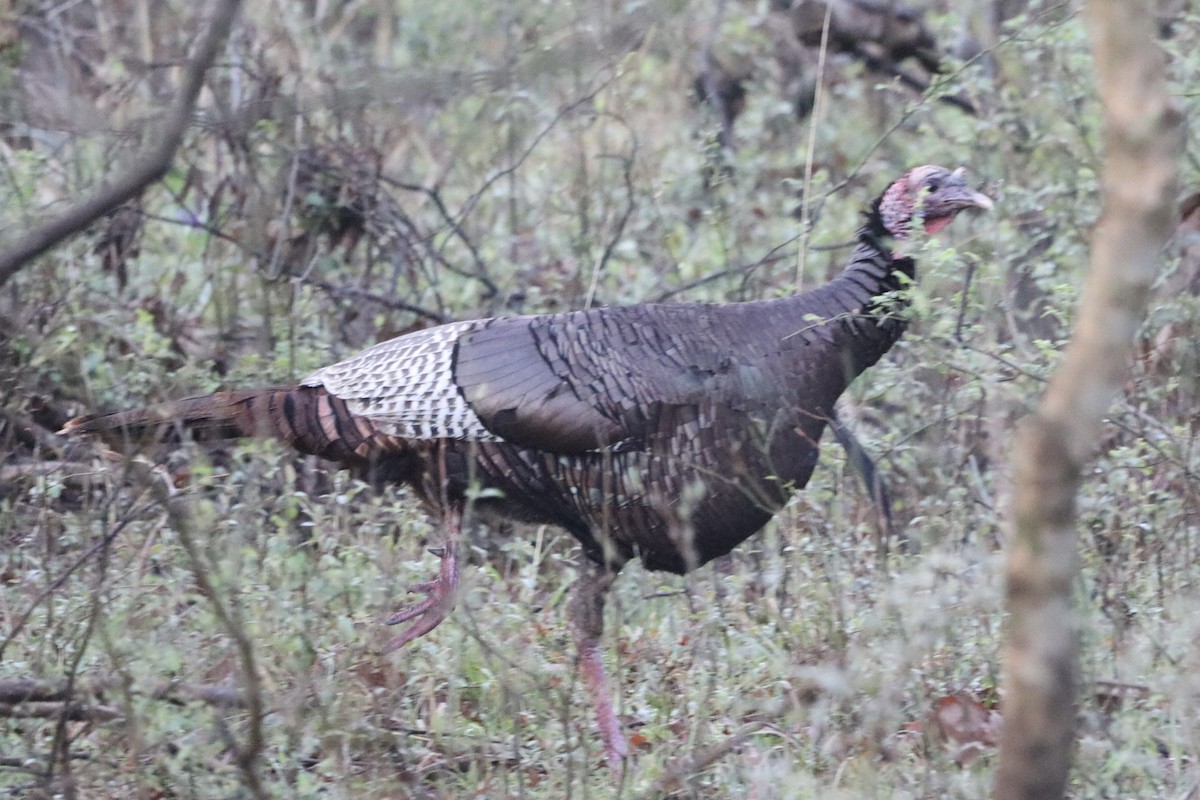 Wild Turkey - ML616896298