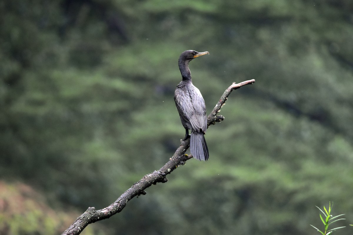 Neotropic Cormorant - ML616896302
