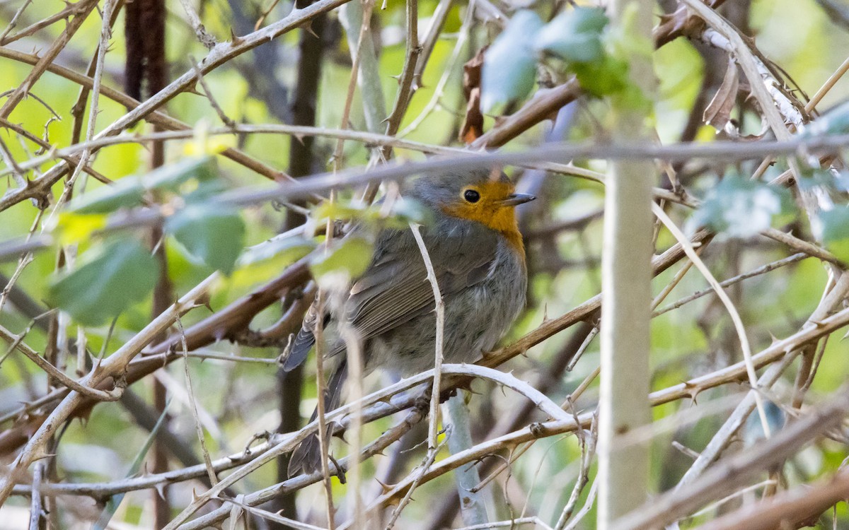 European Robin - ML616896304