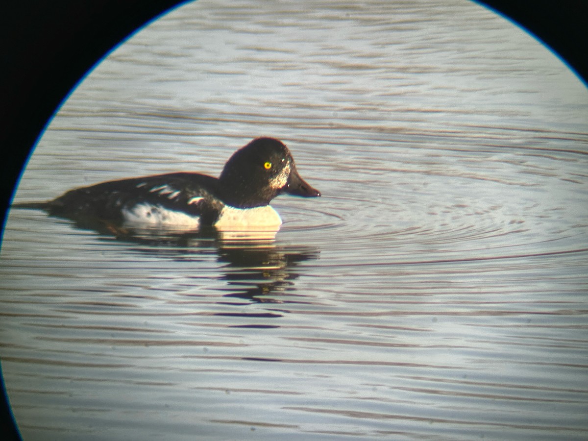 Barrow's Goldeneye - emily gorda