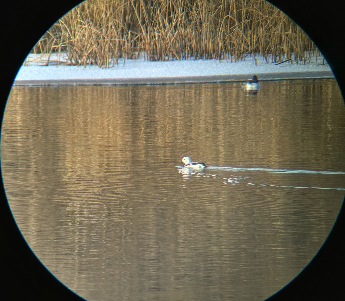 Long-tailed Duck - emily gorda