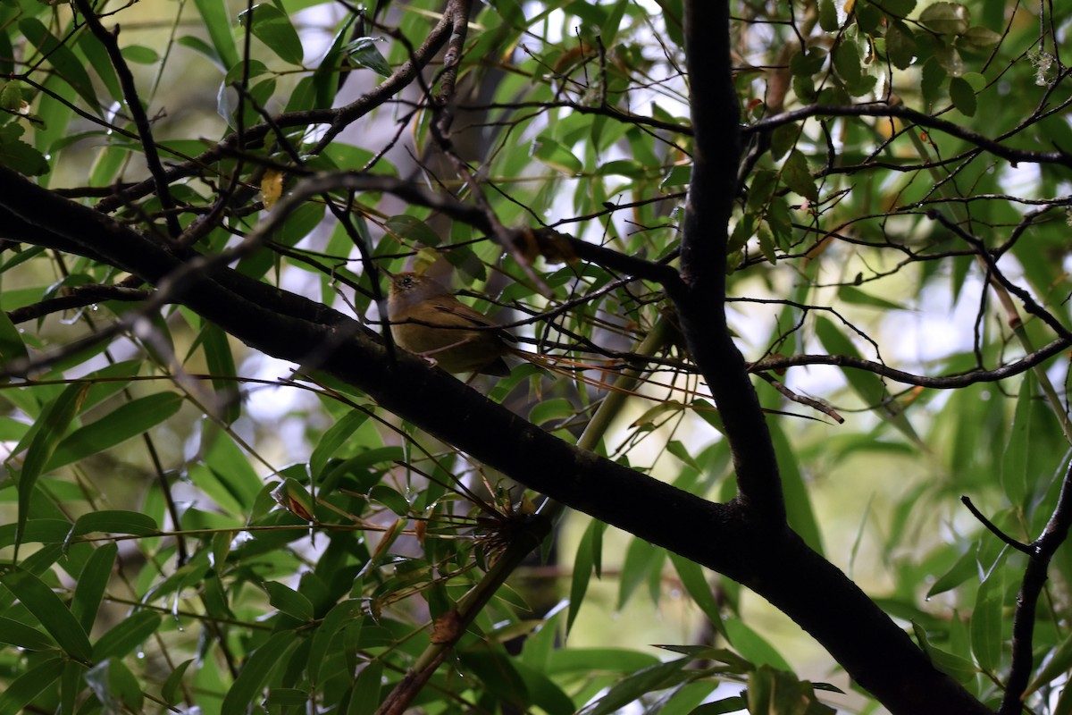 Des Murs's Wiretail - ML616896349