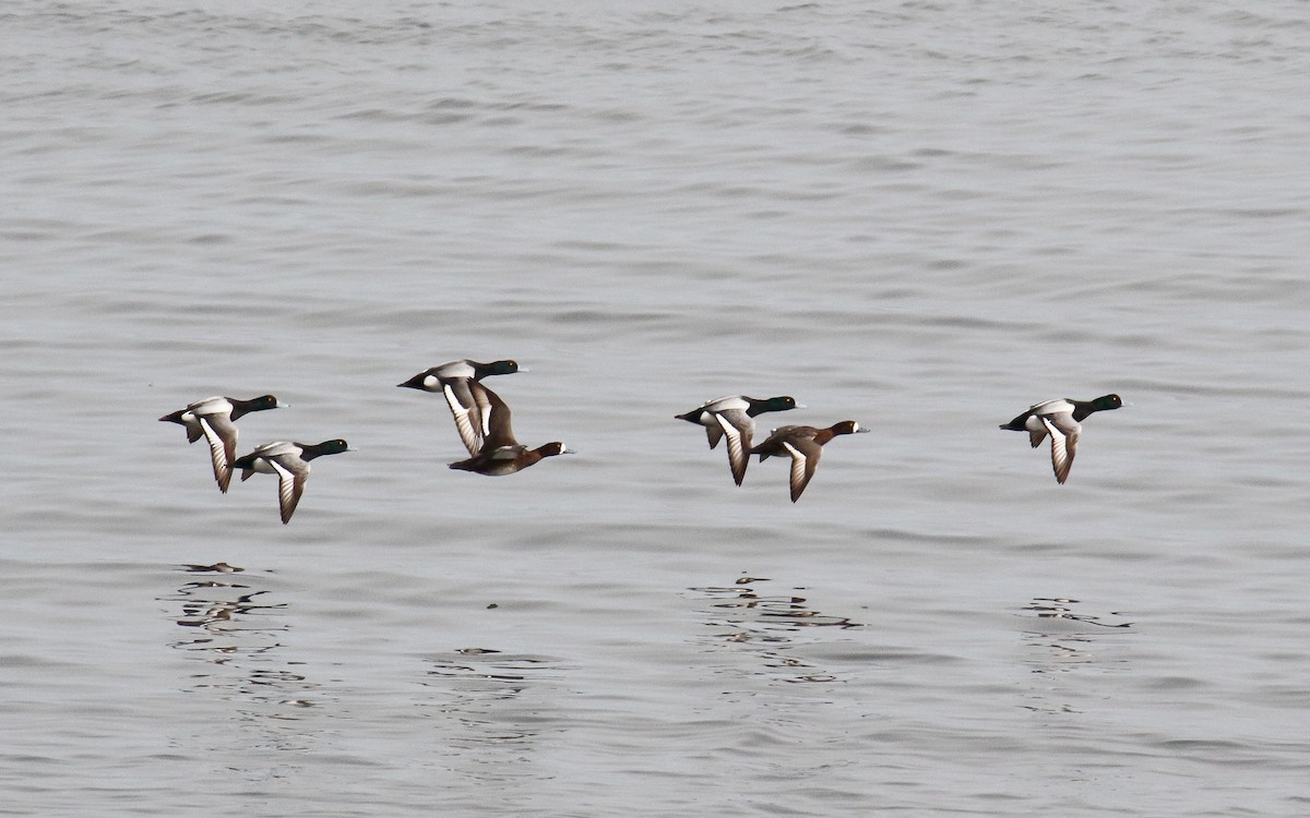 Greater Scaup - Uku Paal