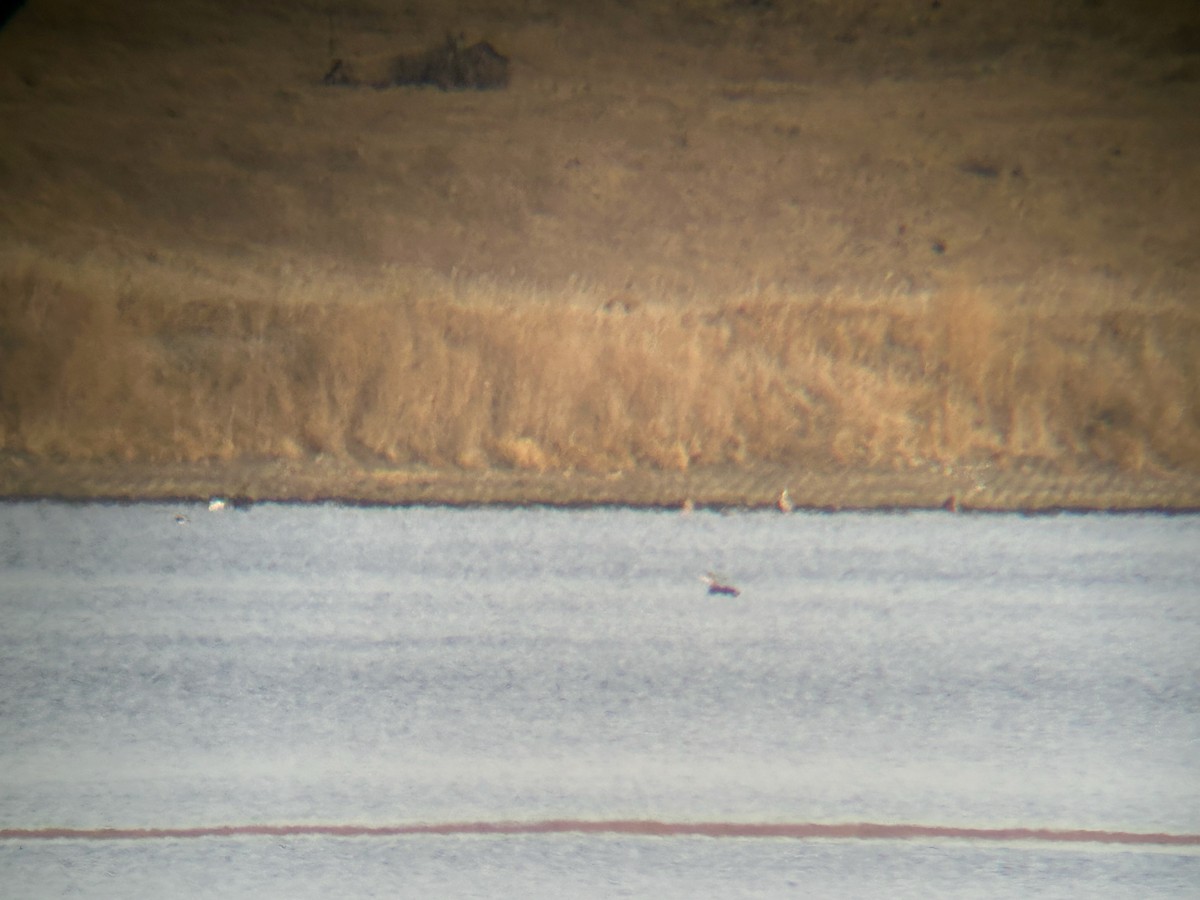 Yellow-billed Loon - ML616896376