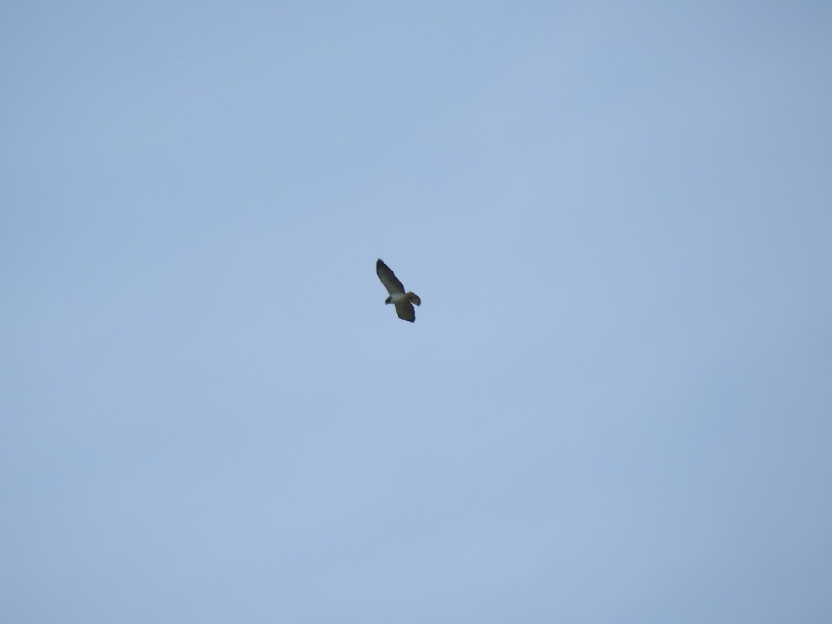 Short-tailed Hawk - Chris Dean