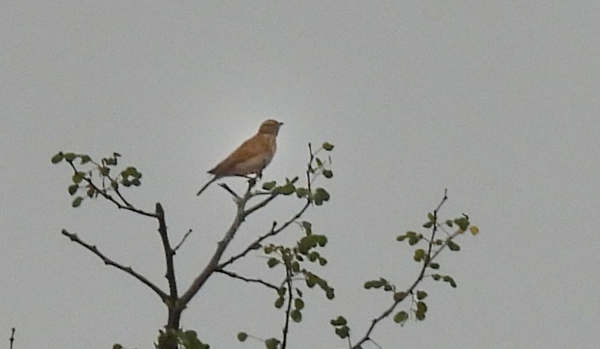 Sabota Lark - ML616896441