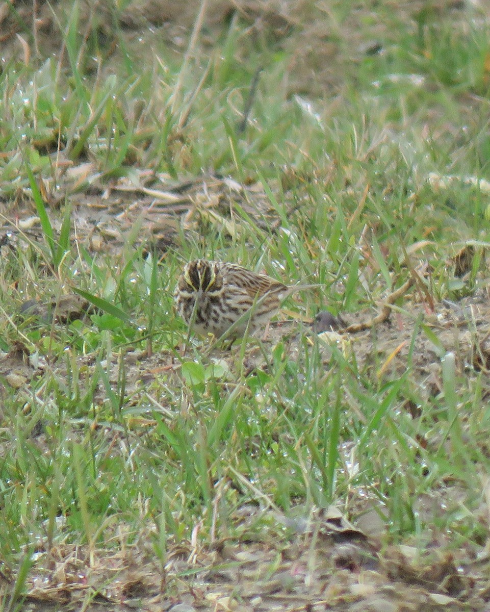 Savannah Sparrow - ML616896444