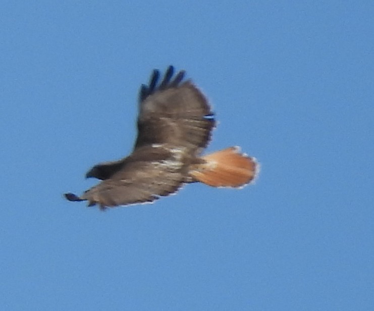 Red-tailed Hawk - ML616896455