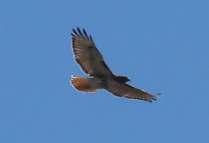 Red-tailed Hawk - ML616896456