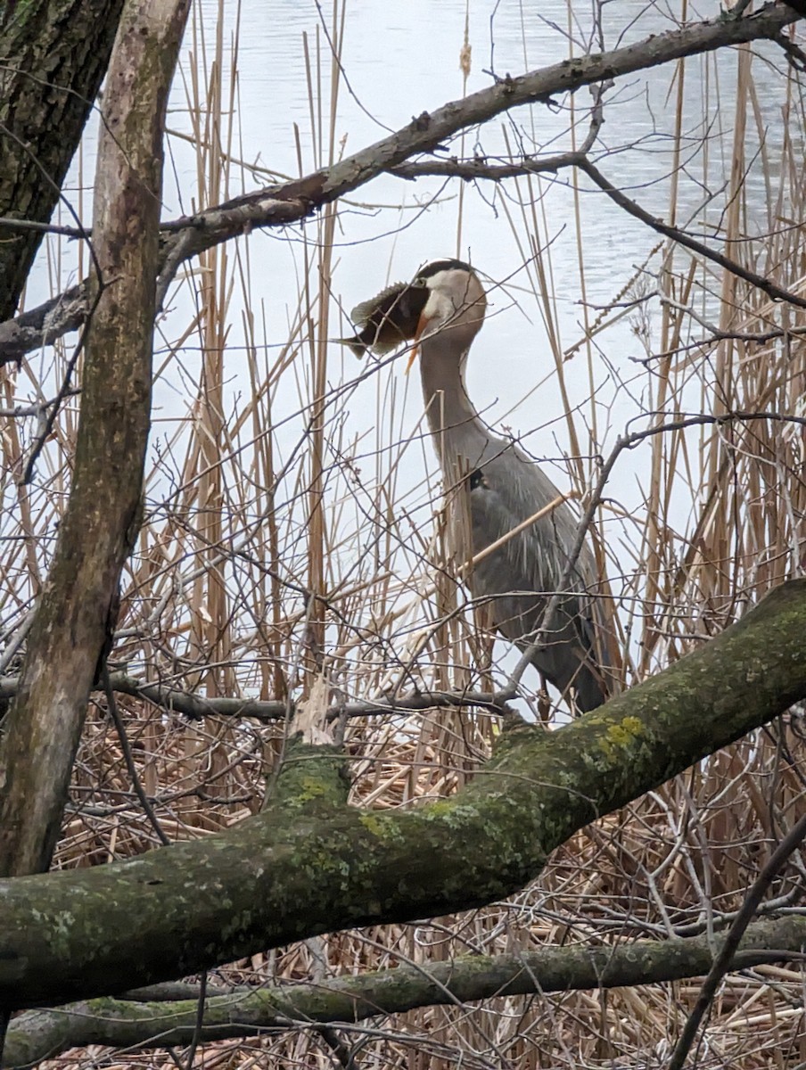 Great Blue Heron - ML616896463