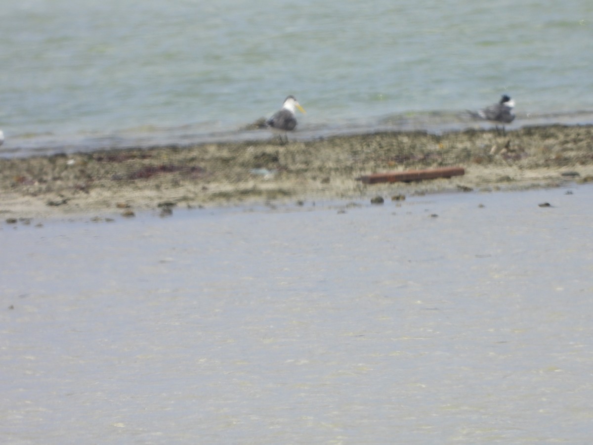 Great Crested Tern - ML616896532