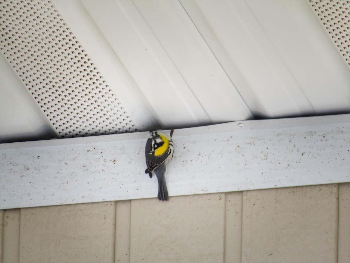 Yellow-throated Warbler - emily gorda