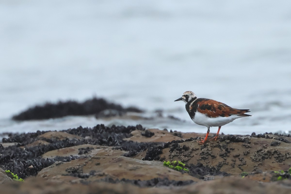 Ruddy Turnstone - Serge Rivard