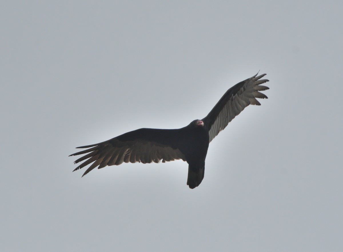 Turkey Vulture - ML616896597