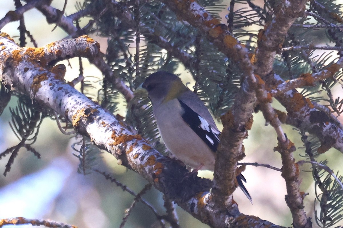 Evening Grosbeak - ML616896606