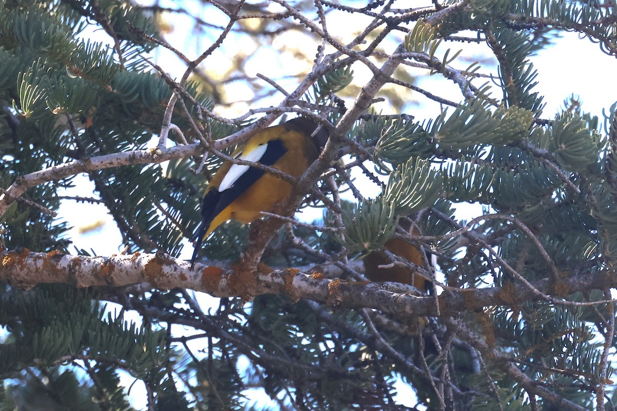 Evening Grosbeak - ML616896607